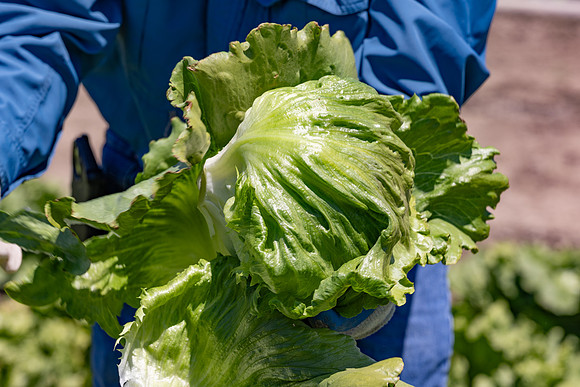 Moneyball_Lettuce_147