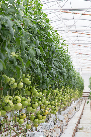Tomato_Terero_MX_0093