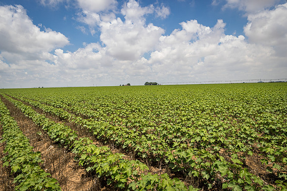 RRXCottonTexas_cdp_5467