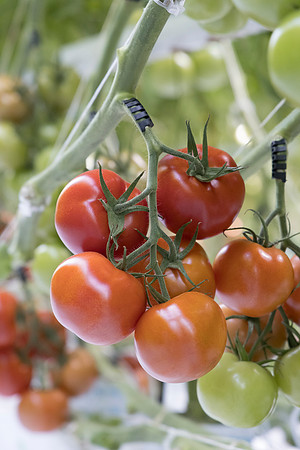 Tomato_DRTC1053_29