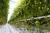 Tomato_Ferreira_3