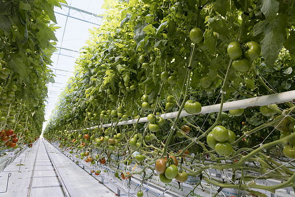 Tomato_Ferreira_3
