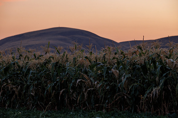 Seminis2022_Idaho_196-HDR