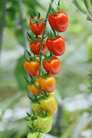 Tomato_Strabini_3