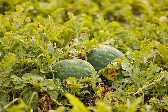 Seminis2022_FL_JEM_2944