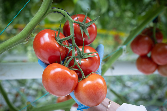 Tomatoes_DRTH1055_7
