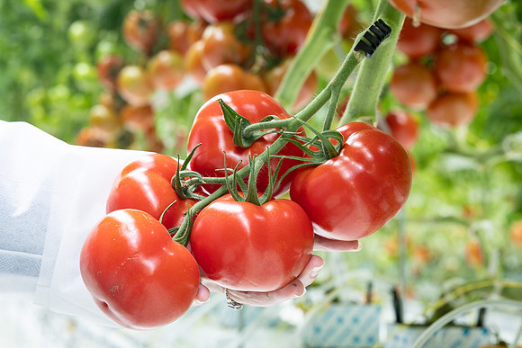 Tomatoes_DRTH1054_69