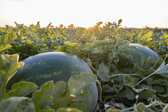 Watermelon_N800_46