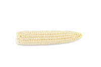 SweetCorn_SVSC2876_42