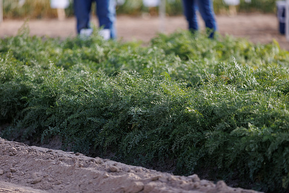 Seminis2022_Idaho_2286