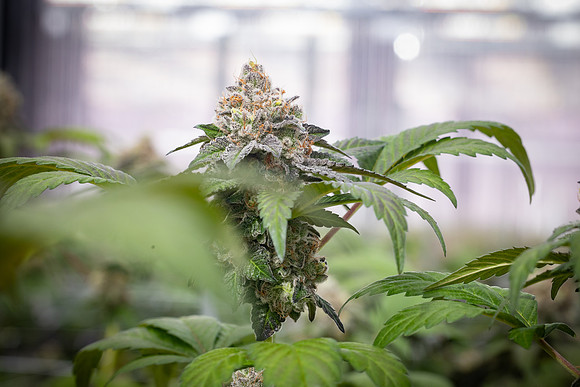 CDPh_466