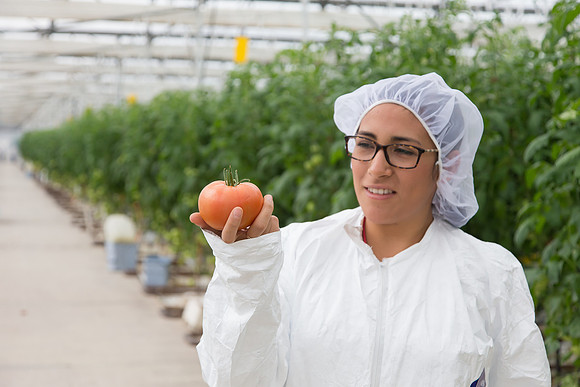 Tomato_Terero_MX_0101