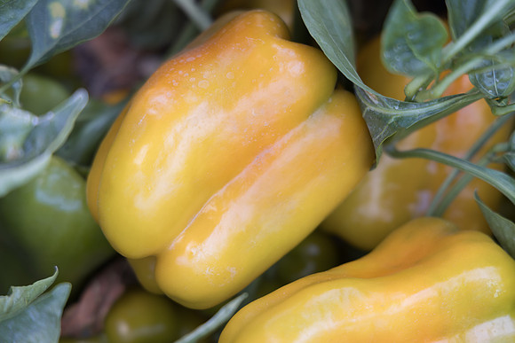 Pepper_United_119