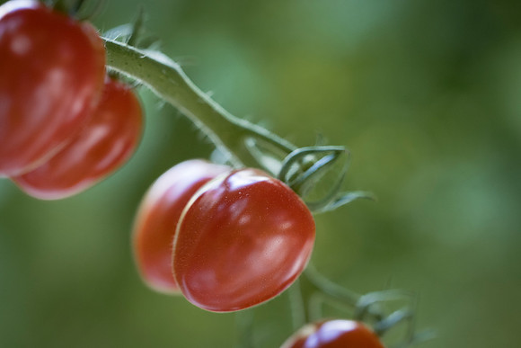 Tomato_Devoured_31
