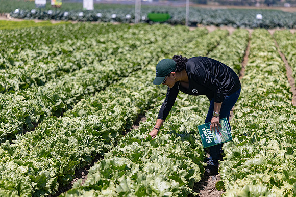 Slotmasher_Lettuce_13