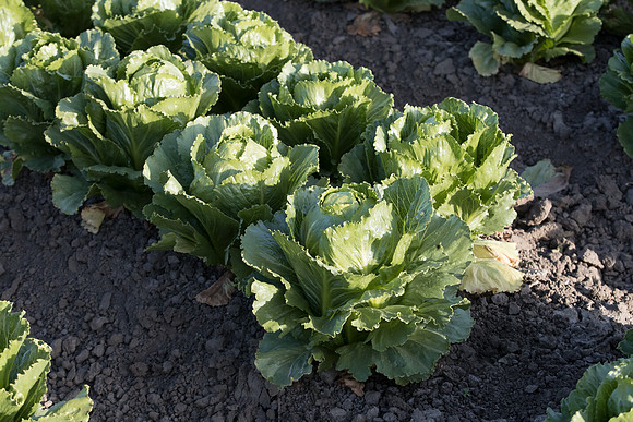 Lettuce_SV2988LG_CA_0003