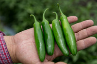 HotPepper_DonVincente_MX_0011