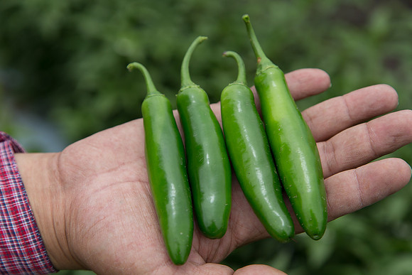 HotPepper_DonVincente_MX_0011