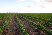 RRXCottonTexas_cdp_4243