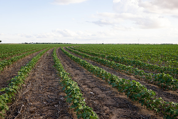 RRXCottonTexas_cdp_4243