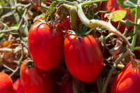 Tomato_SV2493TM_CA_00013