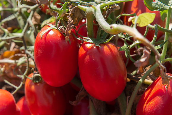 Tomato_SV2493TM_CA_00013