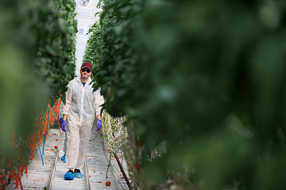Tomato_DeRuiter_Kingsville_2022_613