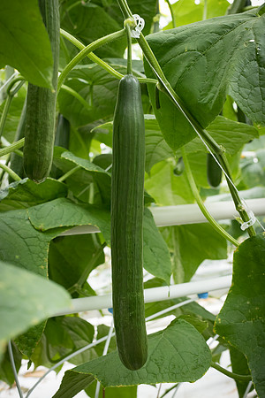 Cucumber_Georgia_6