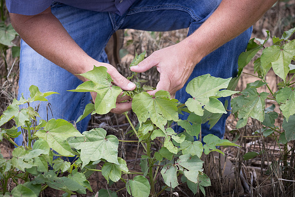 RRXCottonTexas_cdp_5387