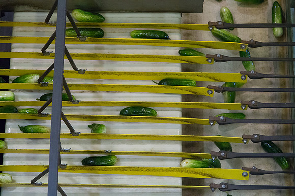 PicklingCucumber_Vlaspik_Processing_MI_0247