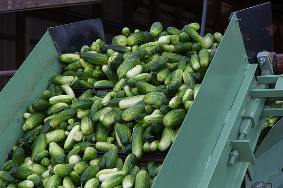 PicklingCucumber_Vlaspik_Processing_MI_0034