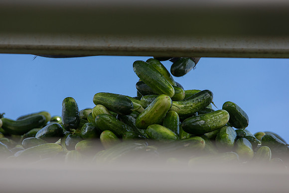 PicklingCucumber_Vlaspik_Processing_MI_0435