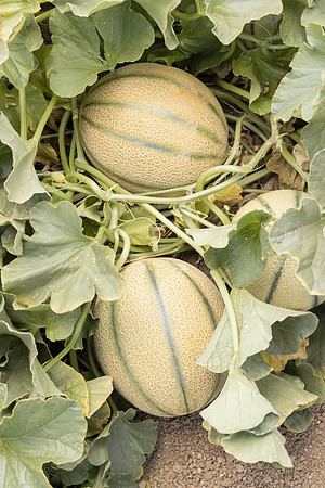 Melon_Sunpeek_37