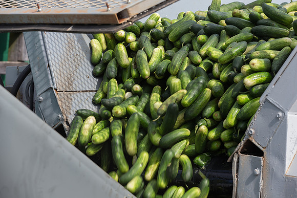 PicklingCucumber_Vlaspik_Processing_MI_0570