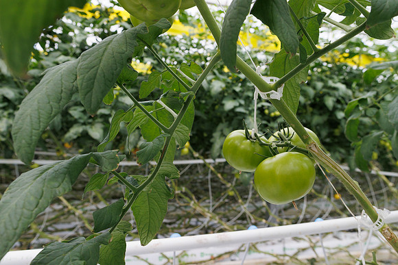 Tomato_DRTH2911_42