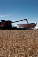 NL_Soybean_Harvest_2019_c_45