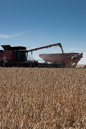 NL_Soybean_Harvest_2019_c_45