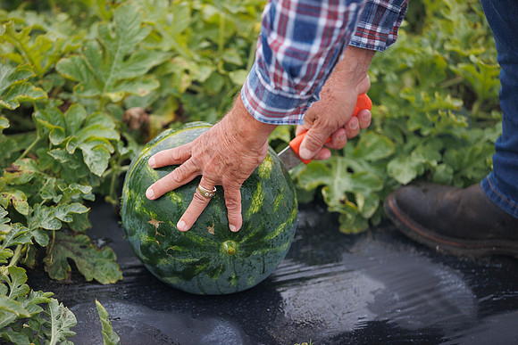 Seminis2022_FL_JEM_2496
