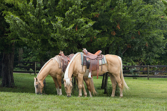 Kubota_RTVX900_CDP2015_0217