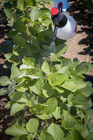 NL_Soybeans_072319_Carbondale_96