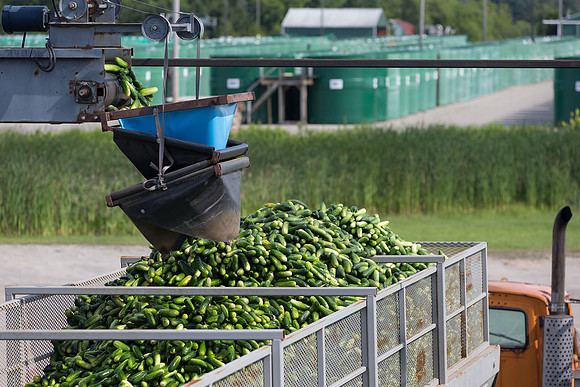 PicklingCucumber_Vlaspik_Processing_MI_0478