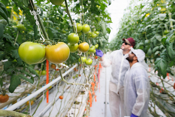 Tomato_DeRuiter_Kingsville_2022_448