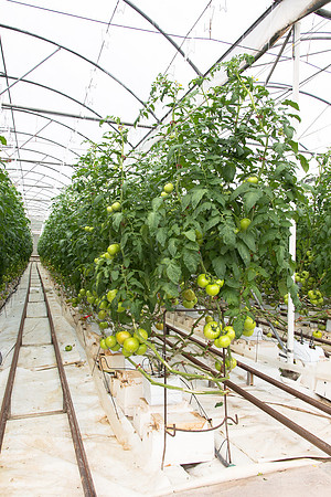 Tomato_Terero_MX_0024