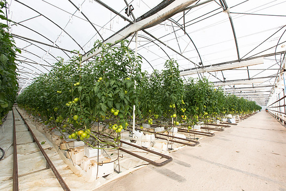Tomato_Terero_MX_0008