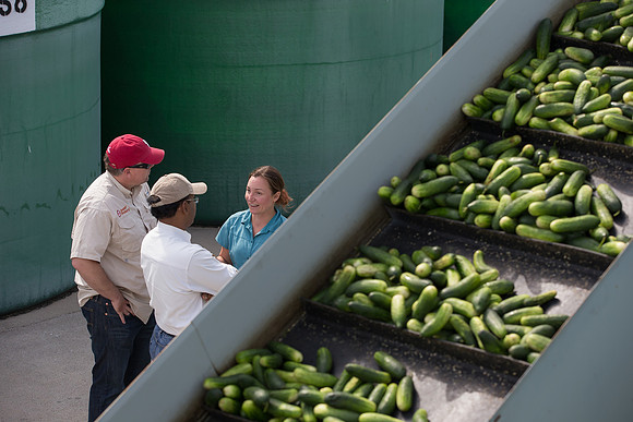PicklingCucumber_Vlaspik_Processing_MI_0657