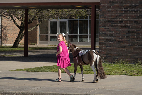 AmericasFarmers_HeartlandMiniHorses_484