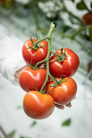 Tomatoes_DRTH1053_36