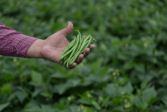 GreenBean_Giolli_MX_0035