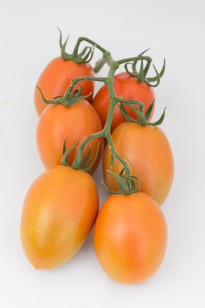 Tomato_4179_MX_Group_0011