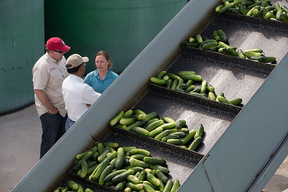 PicklingCucumber_Vlaspik_Processing_MI_0639